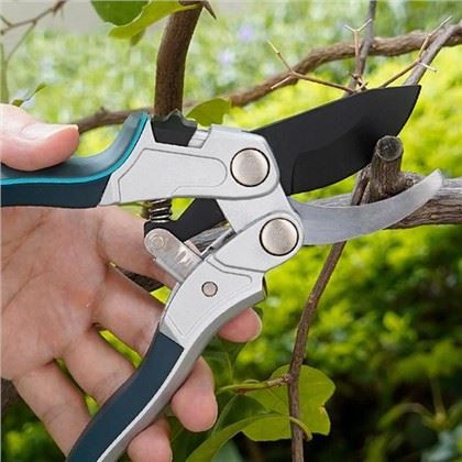 আপনার আপেল গাছের জন্য নিখুঁত ছাঁটাই বাছাই করা: একটি বাগানের গাইড