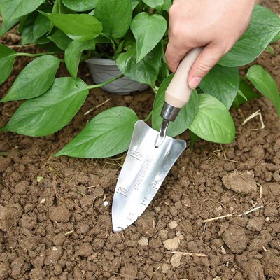 বাগান রোপণ ডায়েরি -1