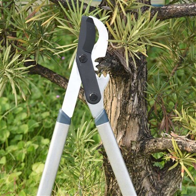 সেরা টুল ছাঁটাই শাখা হল বাইপাস লপার