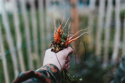 আগাছা কাটার শিল্পে দক্ষতা অর্জন: আপনার বাগানে আগাছা দেওয়ার সরঞ্জাম ব্যবহার ক...